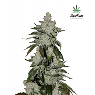 Girl Scout Cookies - Autofloraison - FastBuds