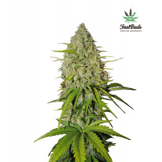 Grapefruit - Autofloraison - FastBuds