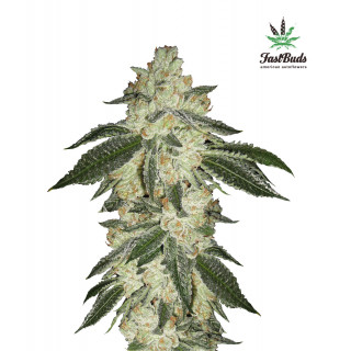 Green Crack - Autofloraison - FastBuds