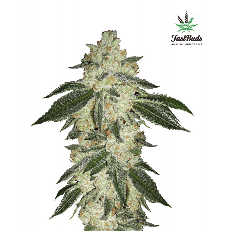 Green Crack - Autofloraison - FastBuds