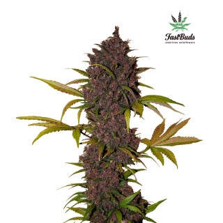 LSD-25 - Autofloraison - FastBuds