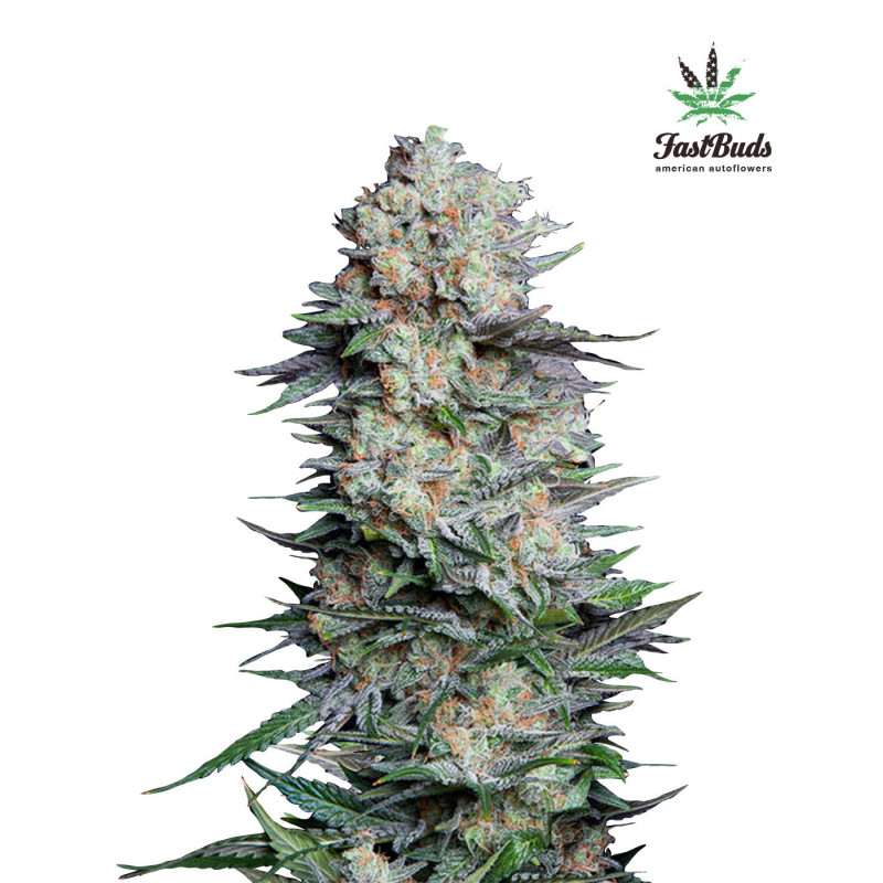 Mexican Airlines - Autofloraison - FastBuds