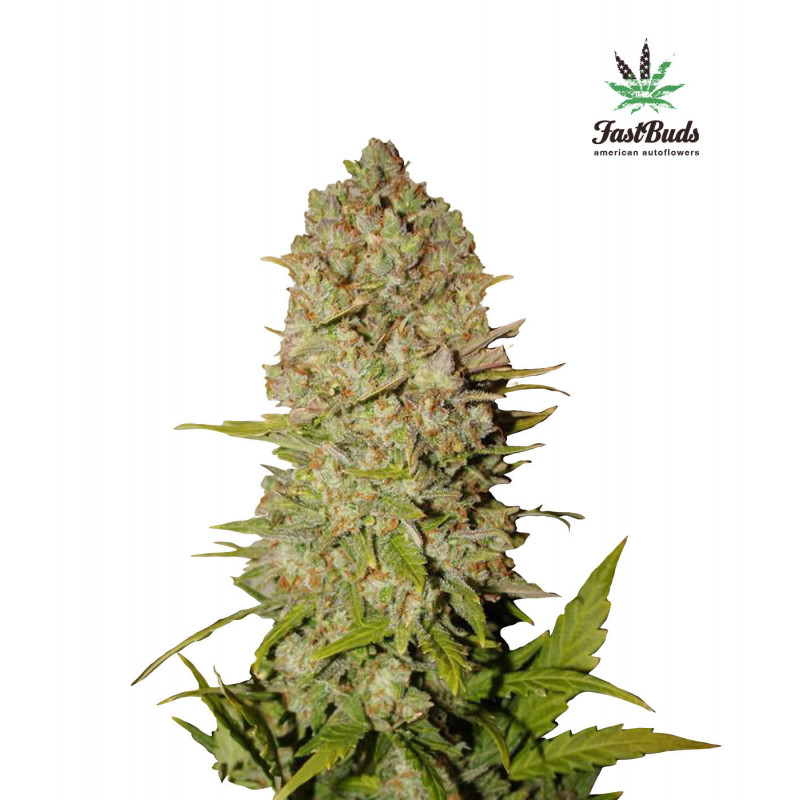 Pineapple Express - Autofloraison - FastBuds