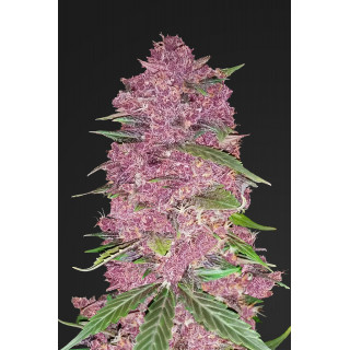 Purple Lemonade - Autofloraison - FastBuds