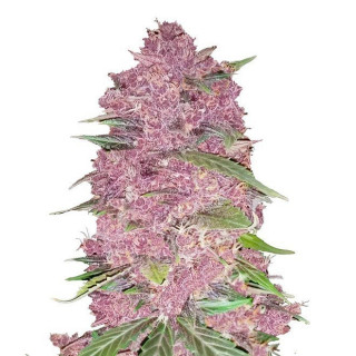 Purple Lemonade - Autofloraison - FastBuds