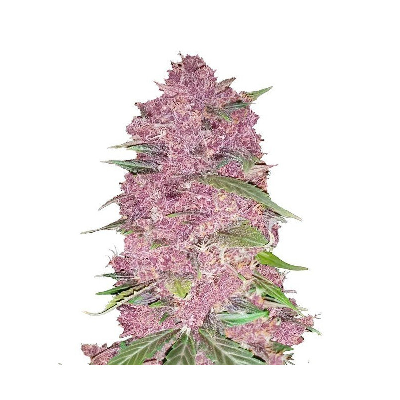 Purple Lemonade - Autofloraison - FastBuds