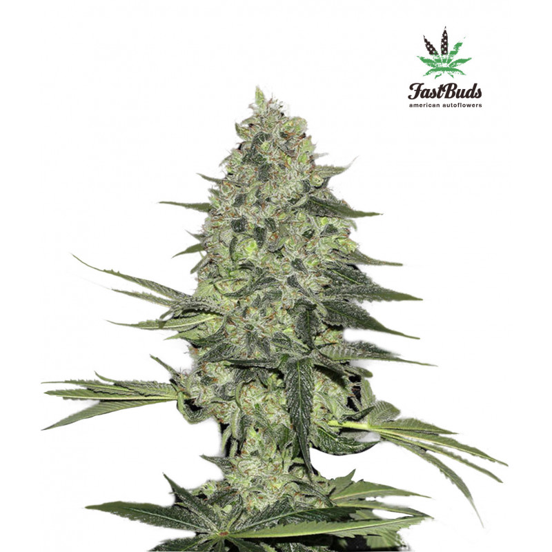 Rhino Ryder - Autofloraison - FastBuds