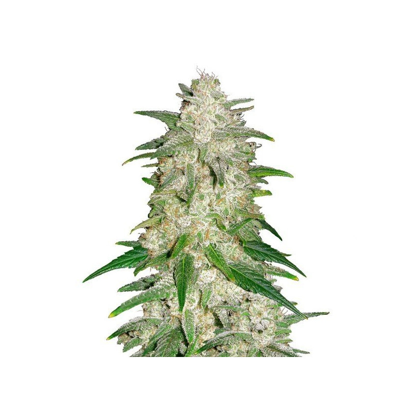 Gelato auto fastbuds Gelato auto fastbuds