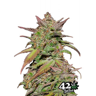 Smoothie - Autofloraison - FastBuds