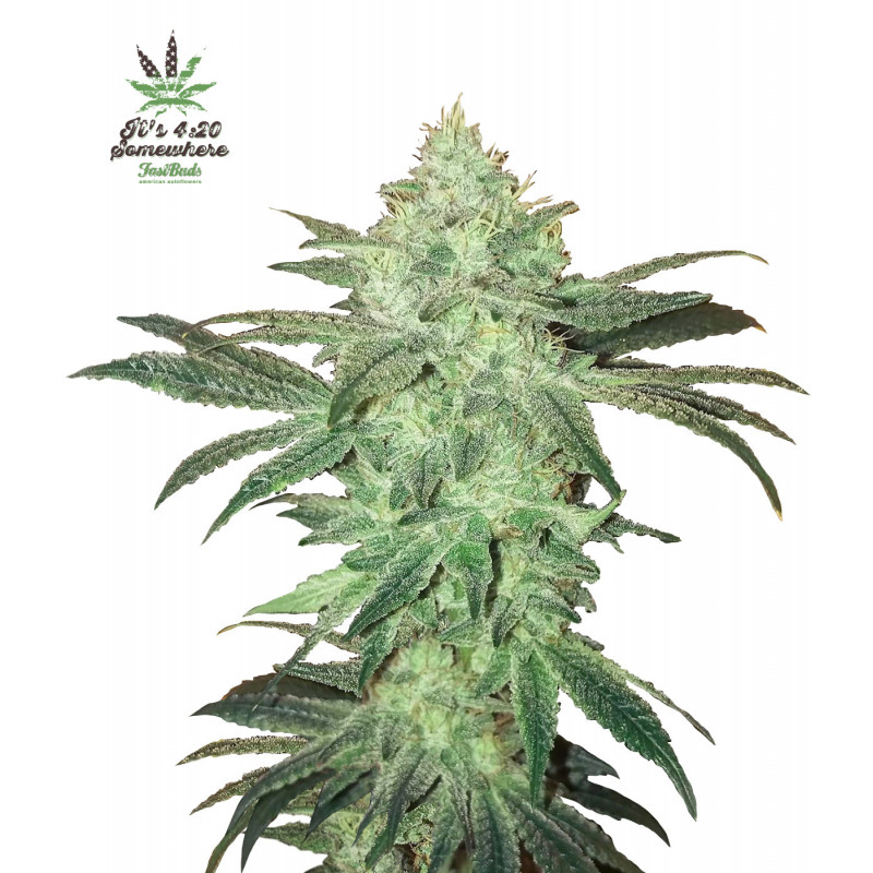 Stardawg - Autofloraison - FastBuds