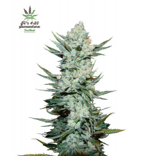 Tangie - Autofloraison - FastBuds