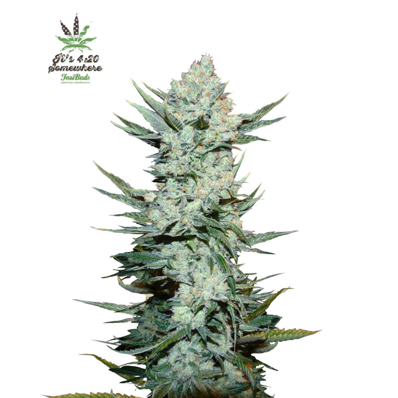 Tangie - Autofloraison - FastBuds