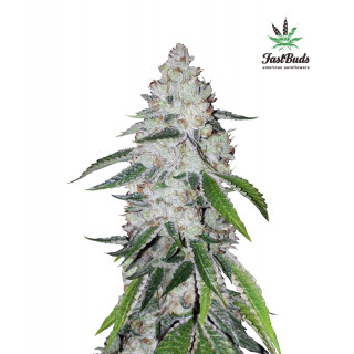 West Coast Og - Autofloraison - FastBuds