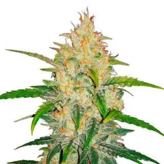 Zkittlez - Autofloraison - FastBuds