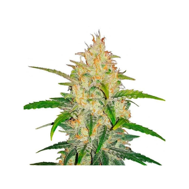 Zkittlez - Autofloraison - FastBuds