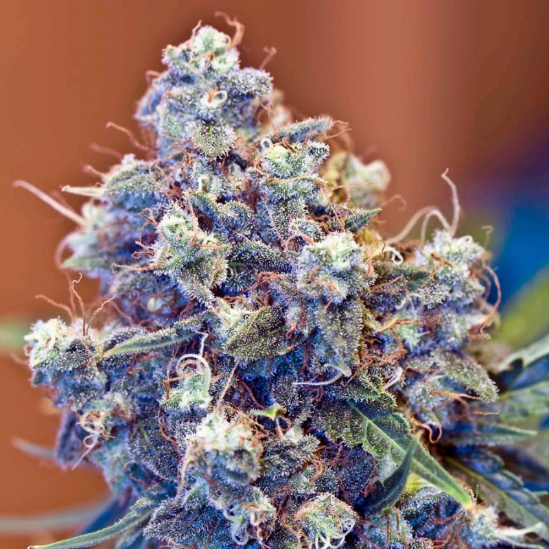 Iced grapefruit female seeds féminisée