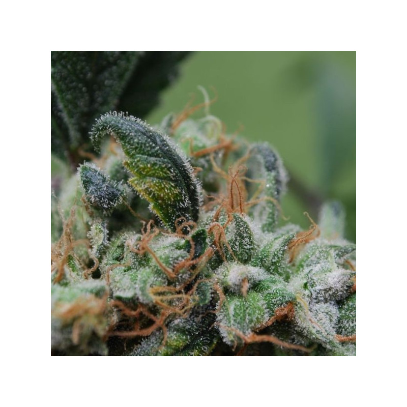 Blueberry cheesecake female seeds féminisée Blueberry cheesecake female seeds féminisée