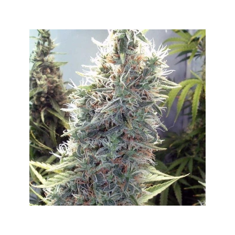 C99 female seeds féminisée C99 female seeds féminisée