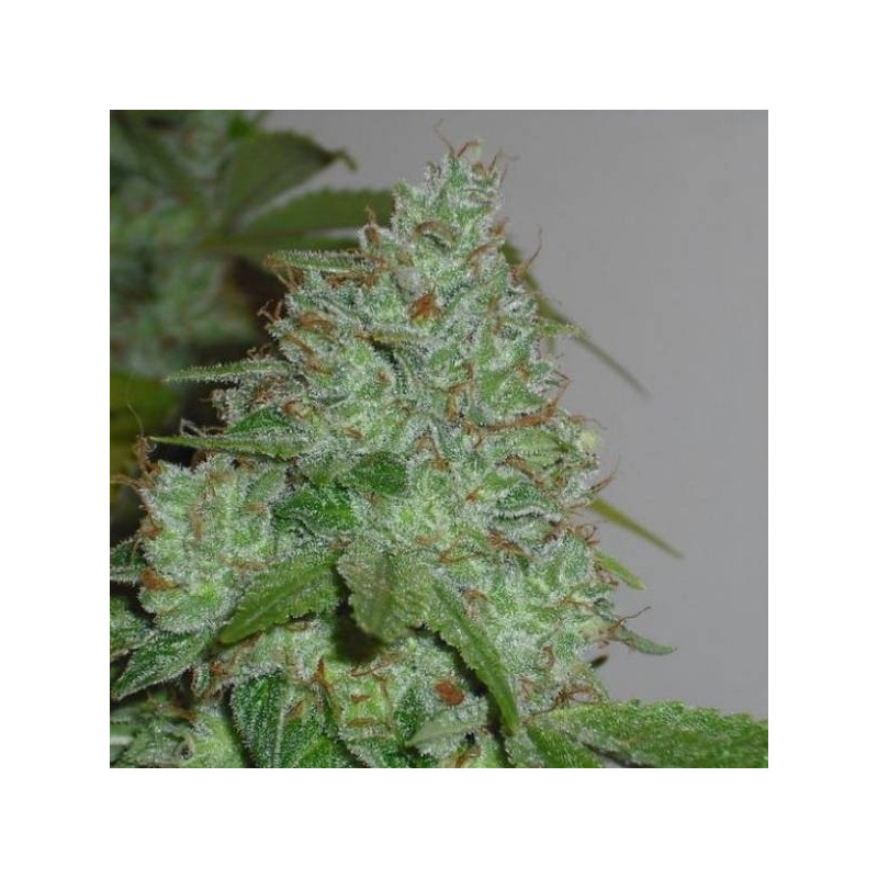 Chem OG female seeds féminisée Chem OG female seeds féminisée