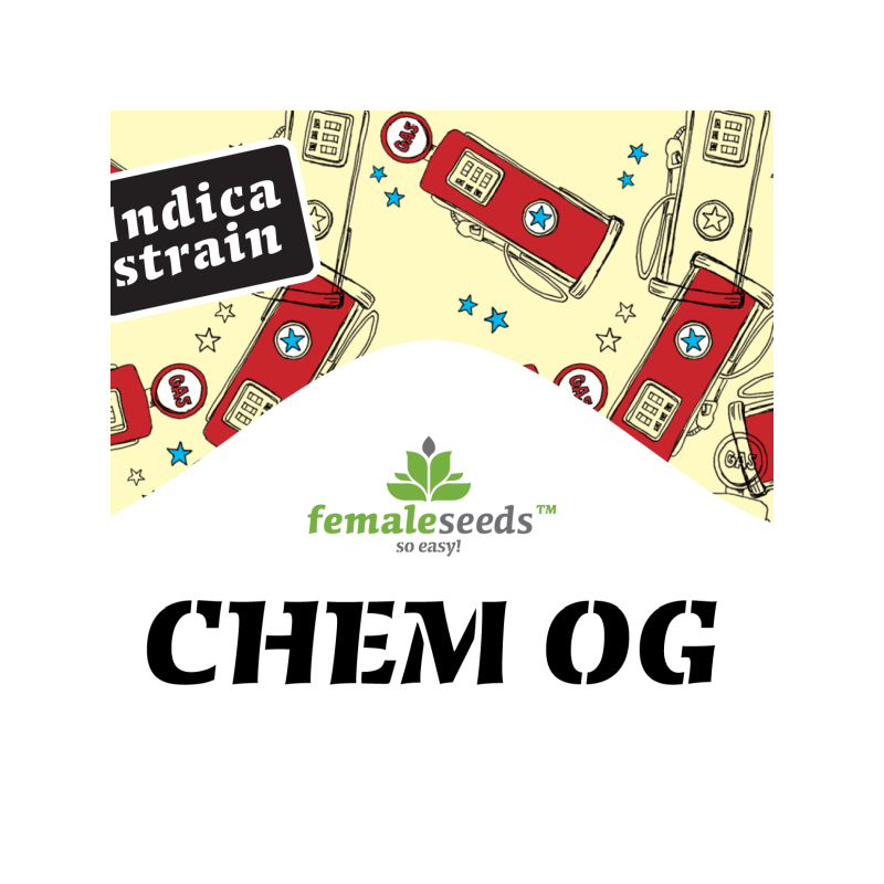 Chem OG female seeds féminisée Chem OG female seeds féminisée