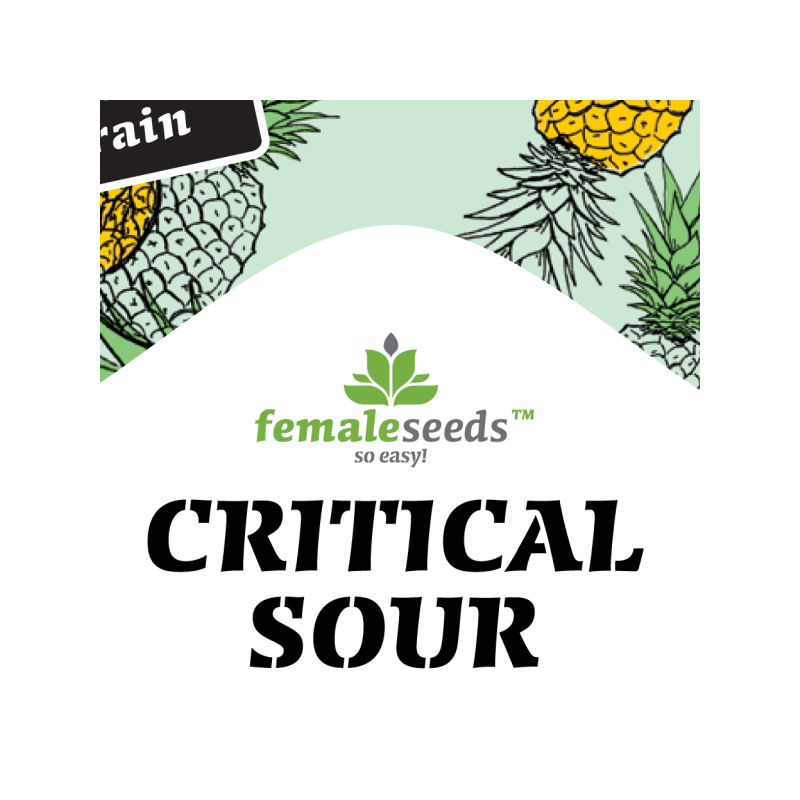 Critical sour female seeds féminisée Critical sour female seeds féminisée