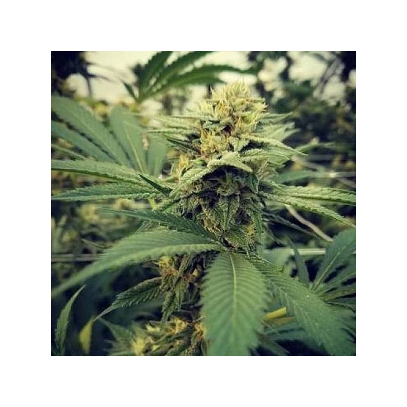 Critical sour female seeds féminisée Critical sour female seeds féminisée