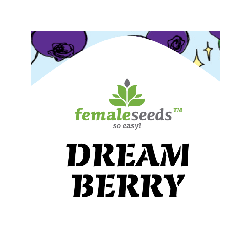 Dream berry female seeds féminisée Dream berry female seeds féminisée