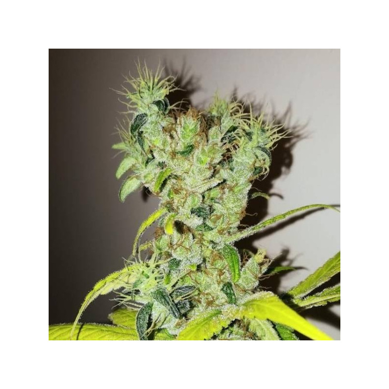 Dream berry female seeds féminisée Dream berry female seeds féminisée