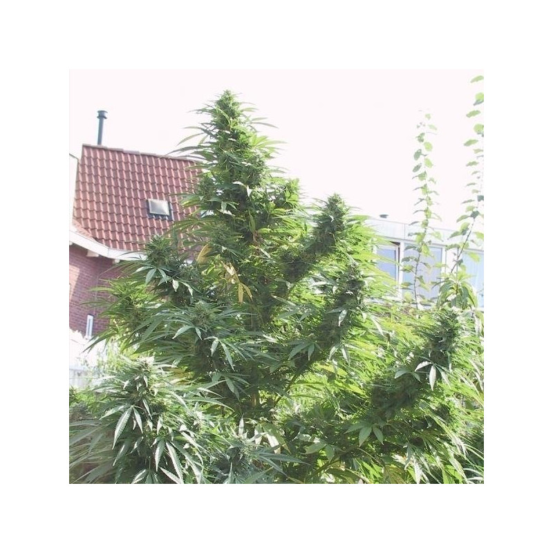 Easy sativa female seeds feminisée Easy sativa female seeds feminisée