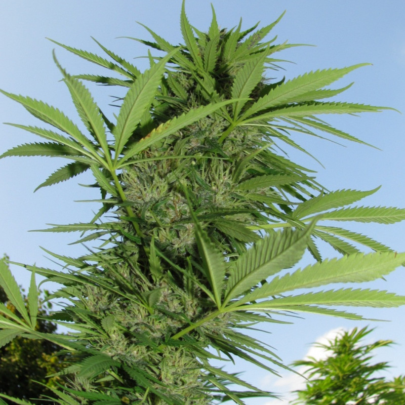 Easy sativa female seeds feminisée Easy sativa female seeds feminisée