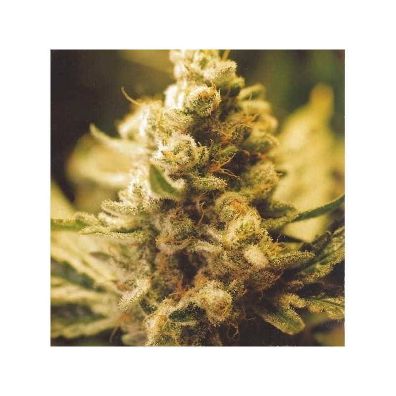 Lemon kush féminisée female seeds Lemon kush féminisée female seeds