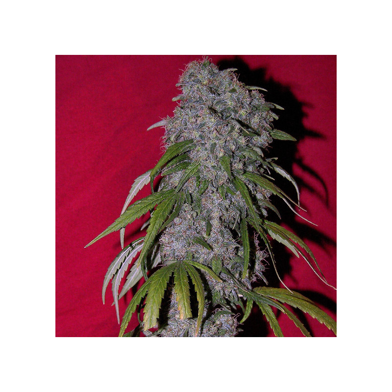 Nev. haze féminisée female seeds Nev. haze féminisée female seeds