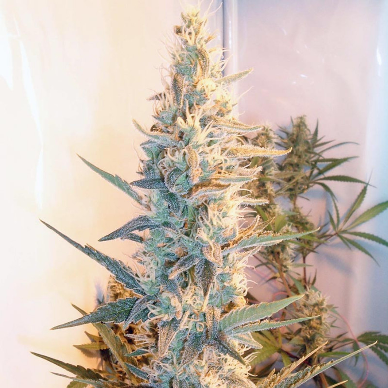 Outdoor grapefruit female seeds féminisée Outdoor grapefruit female seeds féminisée