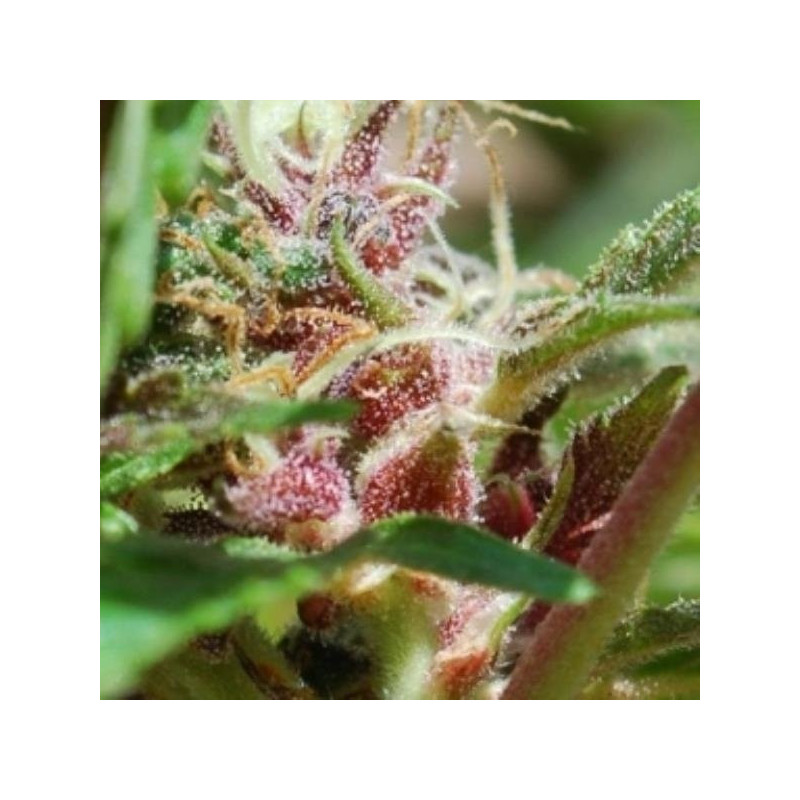 Red purps female seeds féminisée Red purps female seeds féminisée