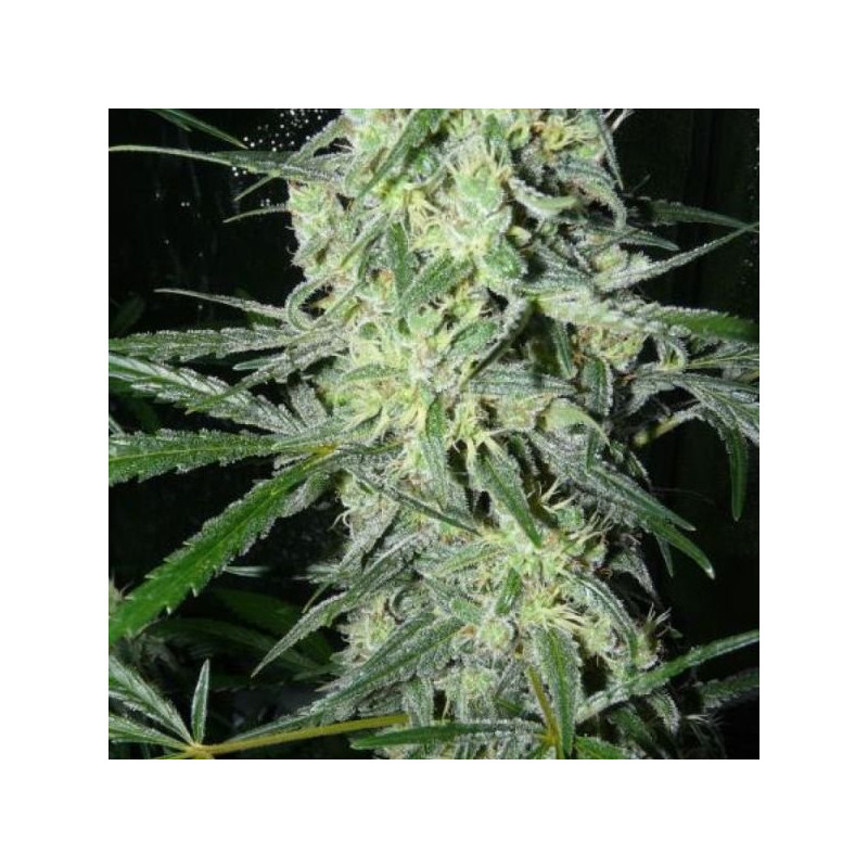 Sexbud female seeds féminisée Sexbud female seeds féminisée