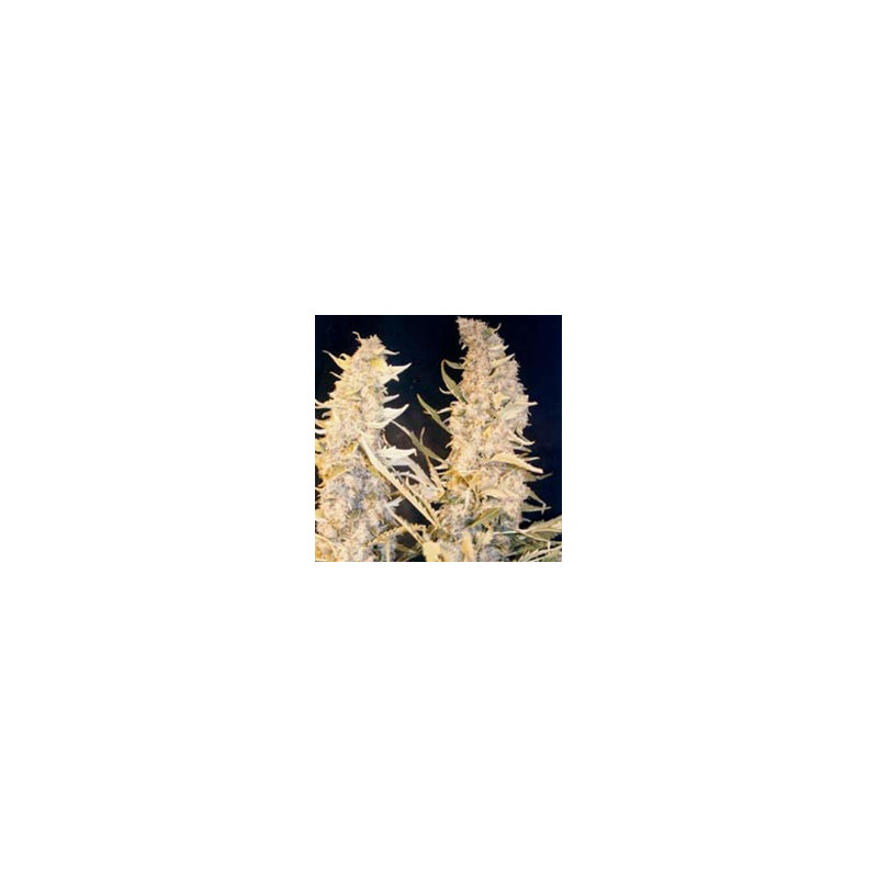 Skunk special féminisée female seeds Skunk special féminisée female seeds