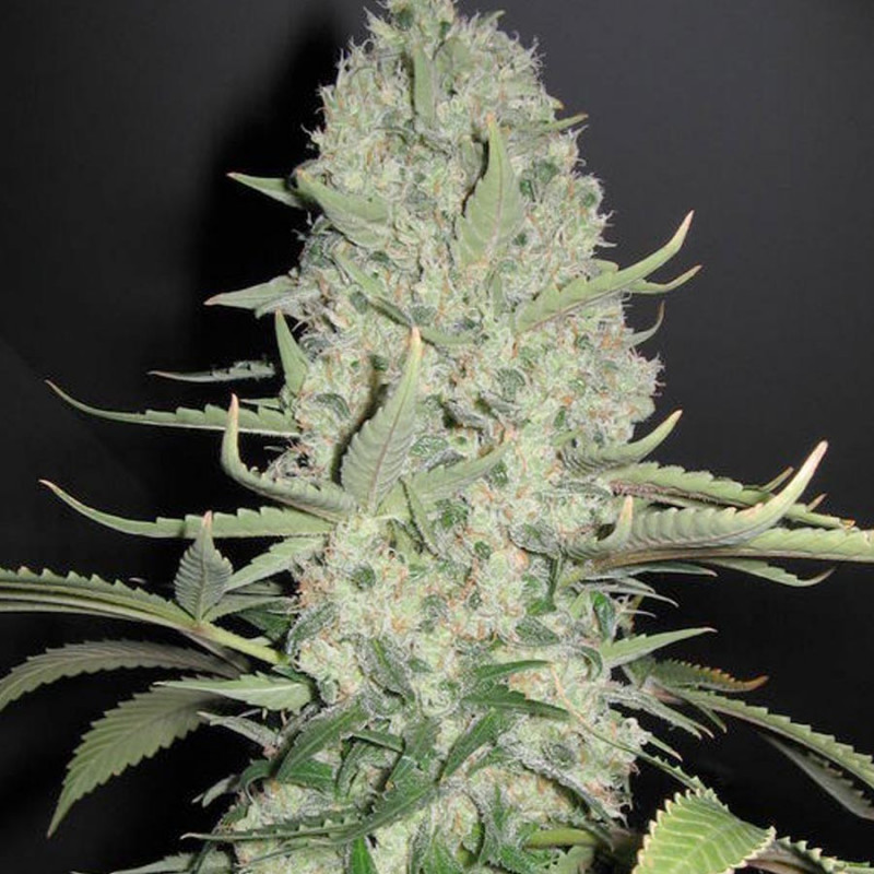 White widow x big bud female seeds féminisée White widow x big bud female seeds féminisée