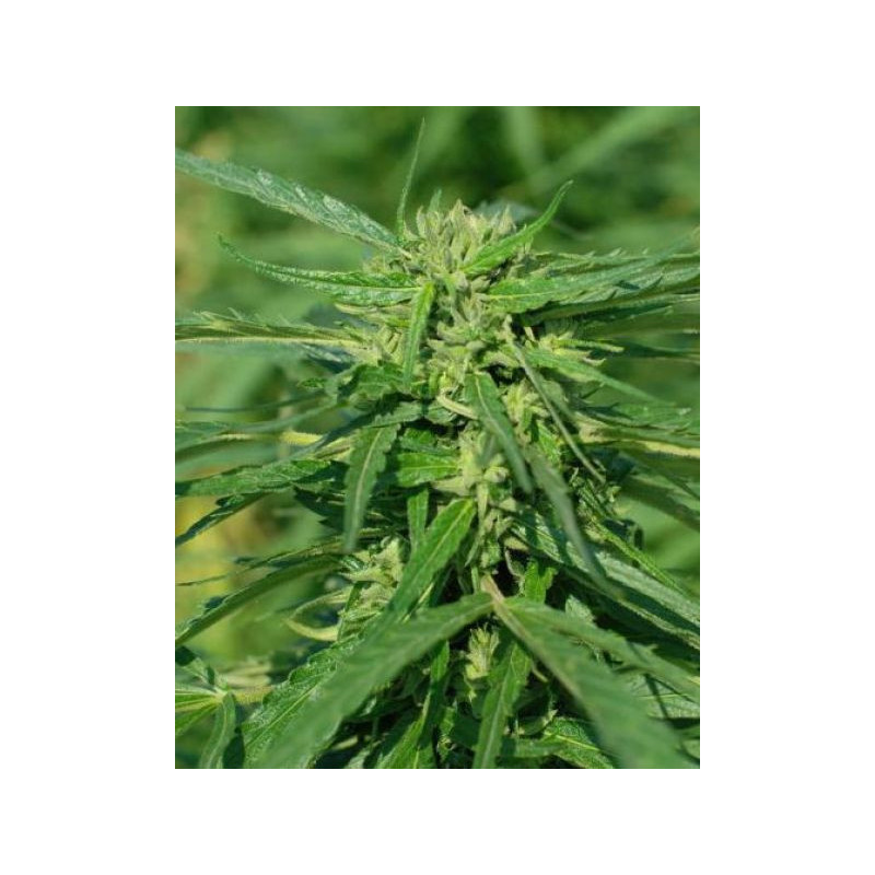 Cbd terra italia féminisée female seeds Cbd terra italia féminisée female seeds