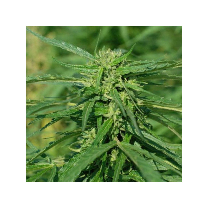 Cbd terra italia féminisée female seeds Cbd terra italia féminisée female seeds