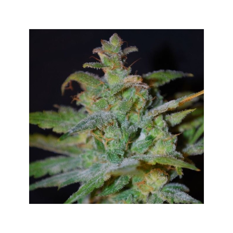 Auto AK féminisée female seeds Auto AK féminisée female seeds