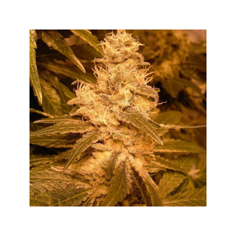 Auto kush female seeds féminisée Auto kush female seeds féminisée