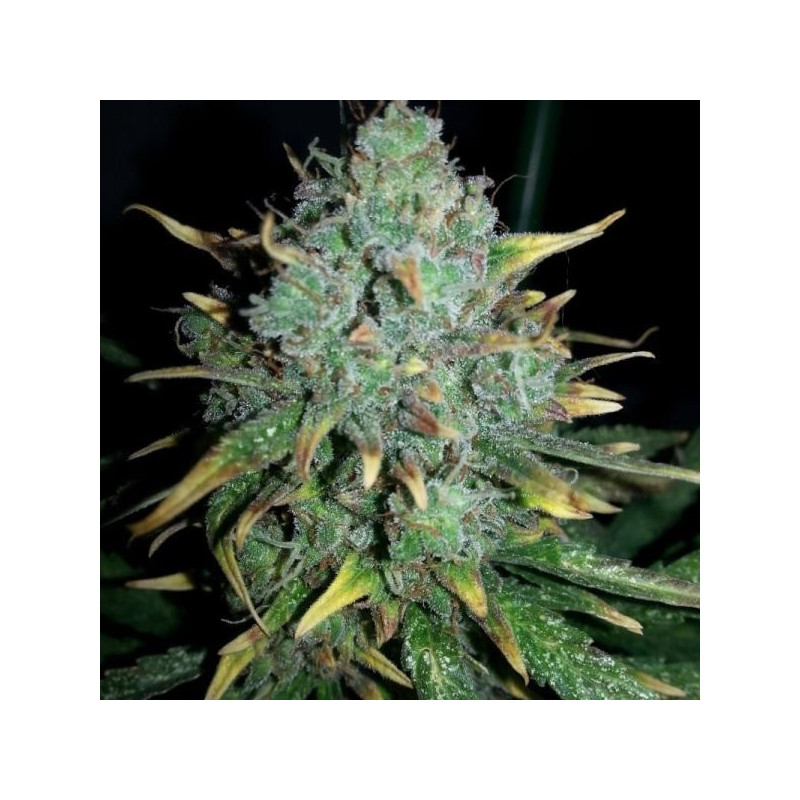 Auto white widow x big bud female seeds féminisée Auto white widow x big bud female seeds féminisée