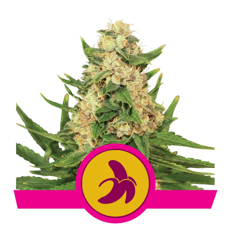 Fat banana féminisée royal queen seeds Fat banana féminisée royal queen seeds