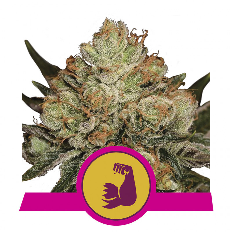 Hulkberry féminisée royal queen seeds Hulkberry féminisée royal queen seeds
