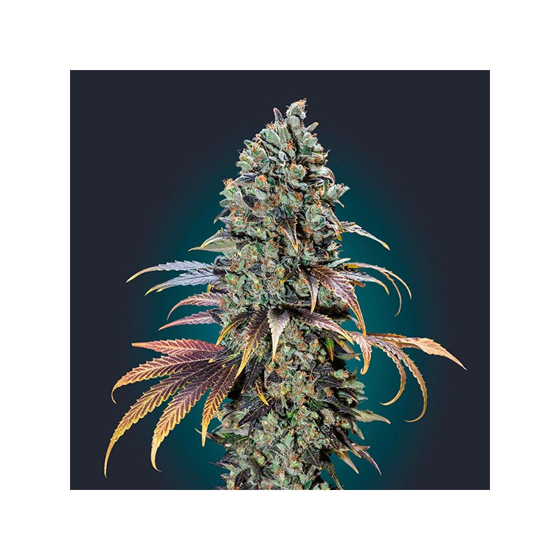 Chocolate cream féminisée - 00 seeds bank