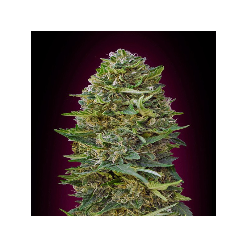 Caramel kush féminisée - 00 seeds bank