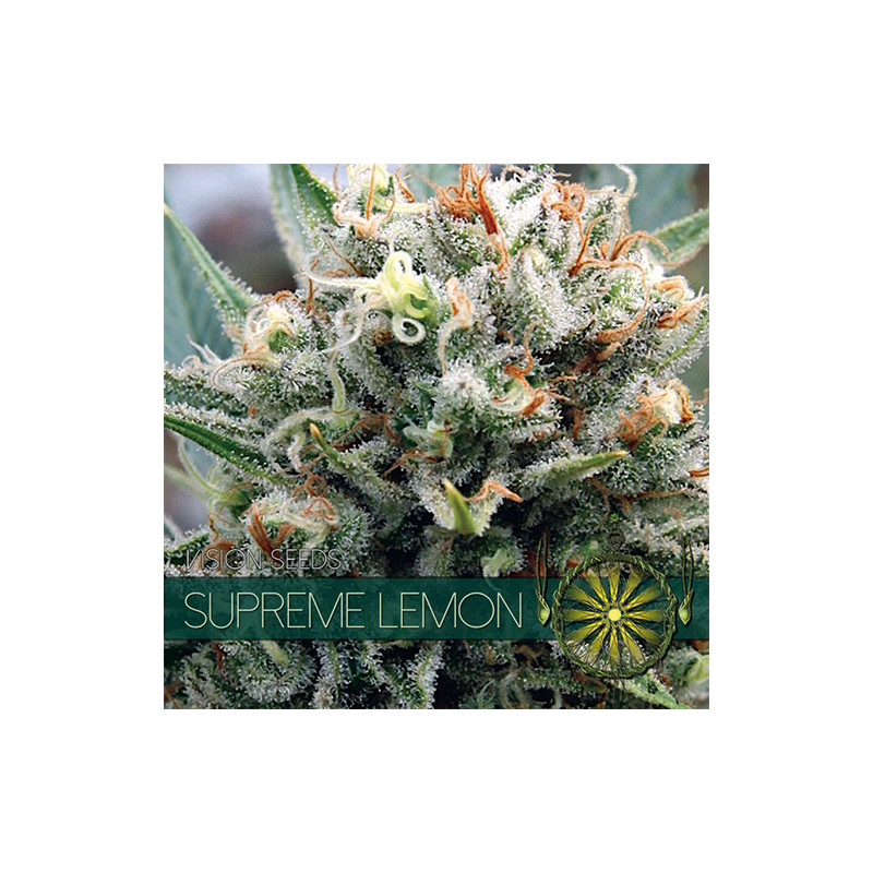 Supreme lemon vision seeds féminisée