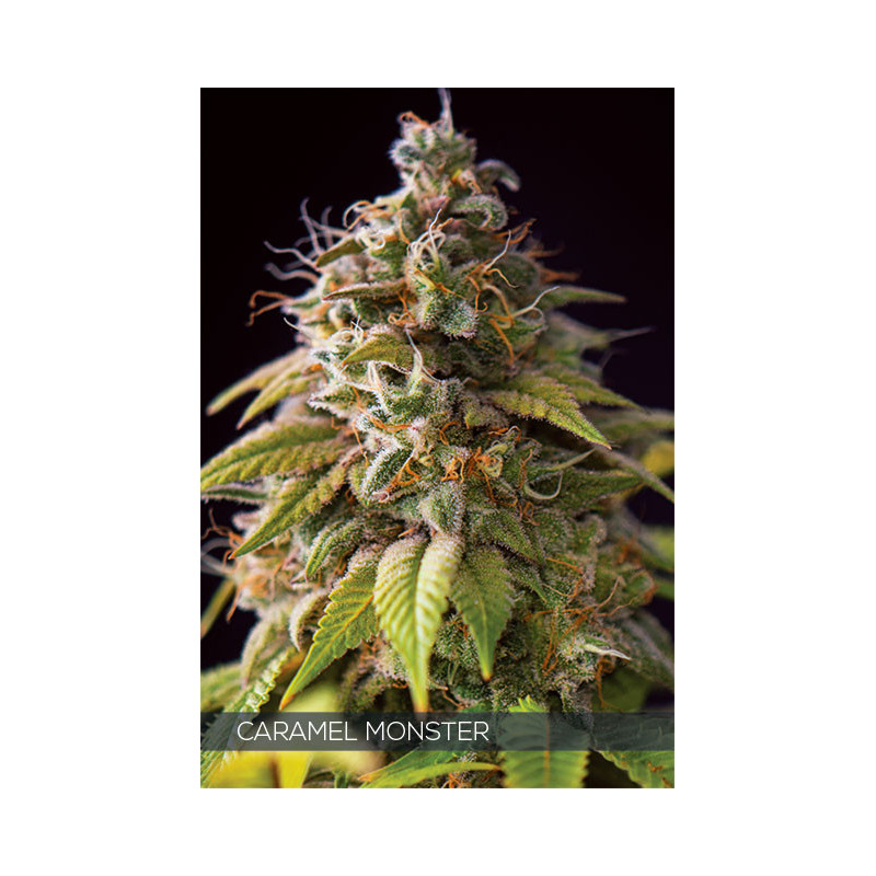 Caramel monster vision seeds féminisée