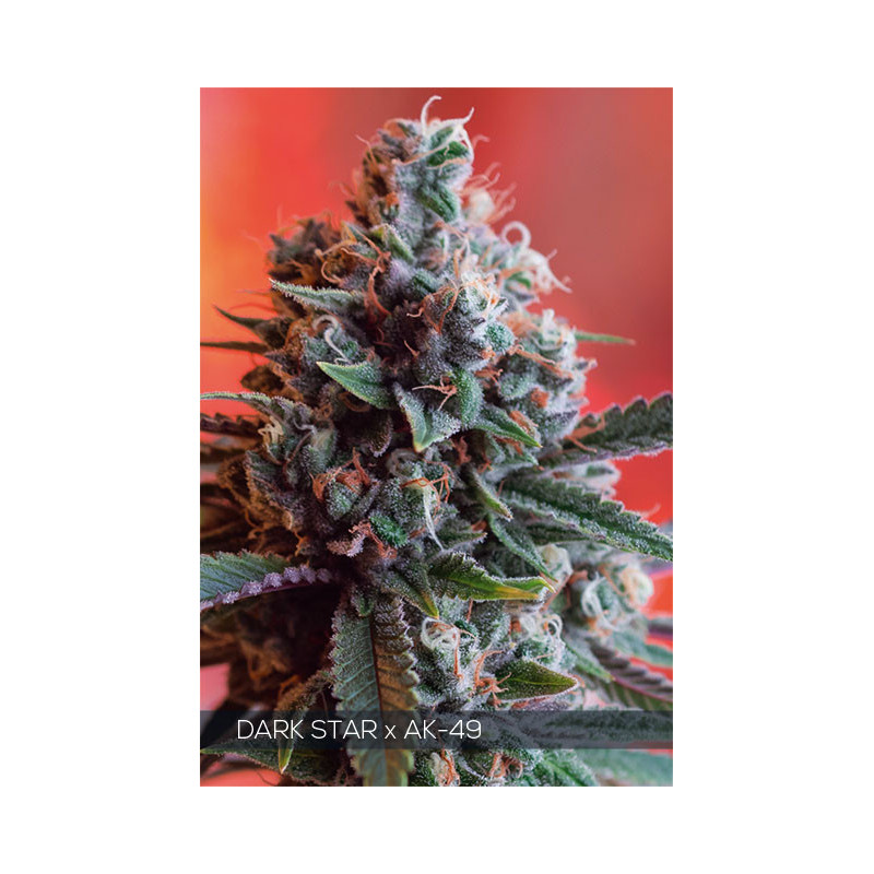 Dark star x ak 49 vision seeds féminisée