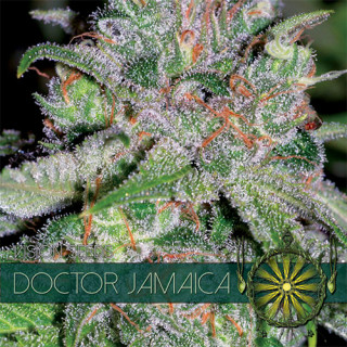 Doctor jamaica vision seeds féminisée